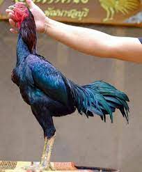 Maybe you would like to learn more about one of these? Agar Menang Inilah Hitungan Neptu Primbon Jawa Ayam Aduan Yang Mudah Dipahami Majalah Ayam
