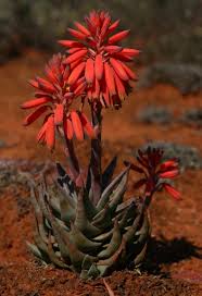 Image result for Aloe wollastonii
