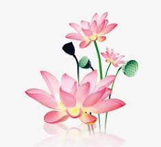 Lotus Flowers Flower Png Transparent Clipart Image And Psd File For Free Download Flower Painting Watercolor Flower Background Pink Watercolor Flower
