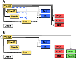 Sympathetic Tales Subdivisons Of The Autonomic Nervous System And The Impact Of Developmental Studies Neural Development Full Text