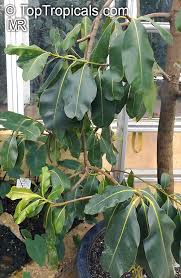 Image result for Calophyllum inophyllum