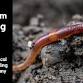 Earthworm Sampling Day event image