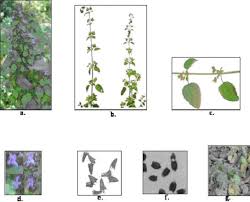 Image result for Hyptis