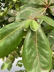 Image result for Terminalia boivinii