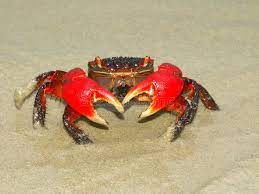 Mangrove Crab Queensland Australia A Mangrove Crab On The Beach Near Cape Tr Sponsored Queensland Crab Mangrove Crab Mangrove Crabs On The Beach