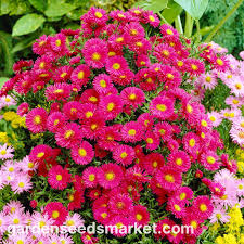 Image result for Asters `Jenny