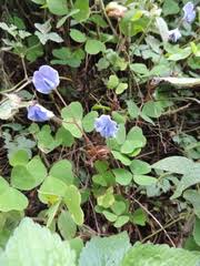 Image result for Parochetus africanus