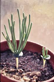 Image result for Eriospermum