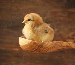 How To Raise Baby Chicks Grubbly Farms