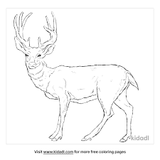 If your child loves interacting. Mule Deer Coloring Pages Free Animals Coloring Pages Kidadl