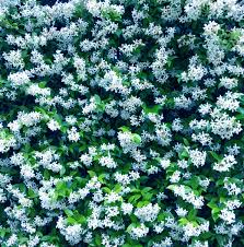 I colori del nostro giardino prendono vita, permettendoci di osservare. La Molecola Spray Tessuti Fiori Bianchi Mami Milano