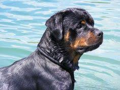 Rottweiler puppies for sale near me. 41 Best German Rottweiler Puppies Ideas Rottweiler Puppies Rottweiler Puppies