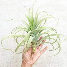 These charming little plants can be displayed in countless creative ways and. Different Types Of Air Plants And How To Identify Them