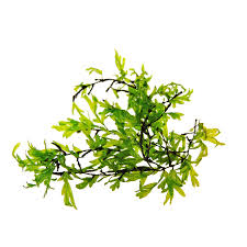 Image result for Crepidomanes