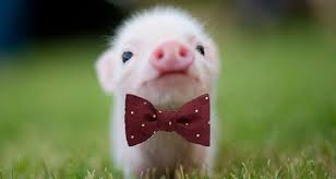 Готовимся к Новому году! Фотоконкурс «Милый Хрю-хрю» — Макарьевский вестник