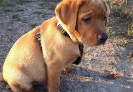 Sichere zahlungsabwicklung kompetentes serviceteam treuhändische abwicklung. Foxred Labrador Jay Jay