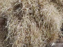 Image result for Aristida leucophaea