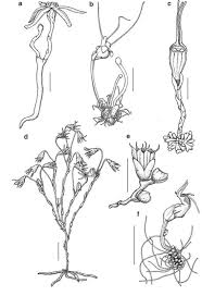 Image result for Exochaenium oliganthum