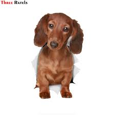 Blue is the dilute of black and fawn (isabella) is a dilute of chocolate. Three Ratels 1070 3d Long Haired Dachshund Sauwall Stickers For Kids Baby Girls Rooms Nursery Home Decor Vinyl Wall Decals Diy Wall Stickers Aliexpress