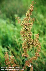 Image result for Rumex crispus