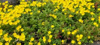 Sunshine in the garden is how i like to describe yellow perennial flowers. Flower Identification 656492 Ask Extension