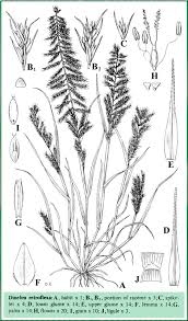 Image result for Dinebra