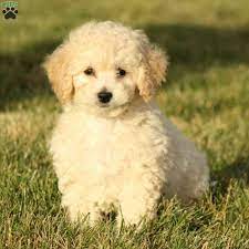 Also known as a poochon or bichon poodle, the bichpoo is a mix between a bichon frise and a toy (or miniature) poodle. Bich Poo Puppies For Sale Greenfield Puppies