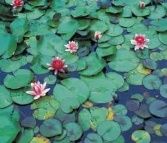 How To Turn An Old Bathtub Into A Pond Water Plants Aquatic Plants Water Lilies