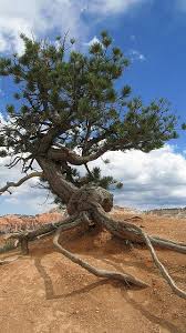 Bonsai tree in the garden on the background of ancient doors and windows in the classic style of thailand. Juniper Tree Tree Weird Trees Unique Trees