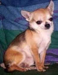 Fawn is the proper term for a tan or light brown chihuahua coat color. Chihuahua Colors The Chihuahua Information Center