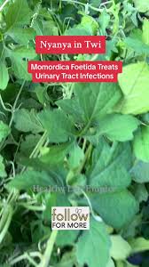 Image result for Momordica foetida