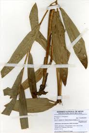 Image result for Aframomum alboviolaceum