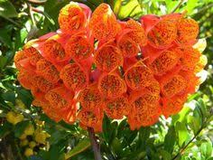 The iochroma plants we have for sale are well rooted and guaranteed to grow. 34 Iochroma Ideas Plants Brugmansia Flowers