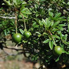 Image result for Maerua