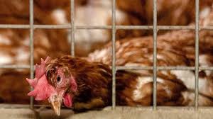 Relevance is automatically assessed so some headlines not qualifying as bird flu news might appear. Bird Flu Culls In Dutch And German Farms Over Outbreaks Bbc News