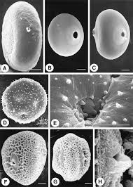 Image result for Lepidagathis andersoniana