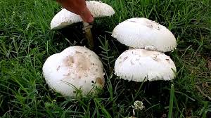 Without a gill shot or color of spore deposit, i'd suggest looking at the genus chlorophyllum or lepiota. Green Spored Lepiota Chlorophyllum Molybydites Green Gilled Parasol Youtube