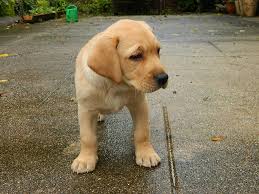 If you don't love playing it may be hard to find golden retriever lab mix breed puppies at a rescue. Golden Labrador Golden Retriever X Lab Info Temperament Puppies Pictures