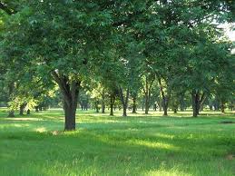This Pecan Grove Is Located In Albany In Southwestern Georgia Pecan Tree Farm Field Country Scenes