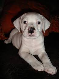 Black And White Boxer Bulldog Mix Lab Pit Mix Awwe Boxer Lab Mix Puppies Lab Mix Puppies Pitbull Mix Puppies