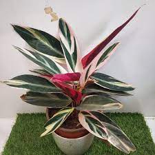 Stromanthe Triostar Nursery Buy