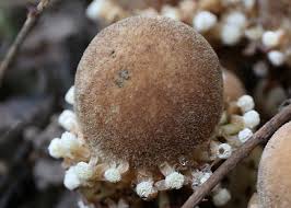 Image result for Balanophoraceae