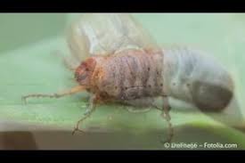 Sie fressen sich an möhren, wurzelgemüse und blumenzwiebeln satt. Erdratten Im Garten Bekampfen So Geht S