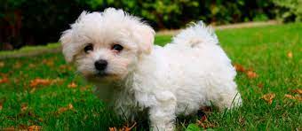 See maltese pictures, explore breed traits and characteristics. Would You Like To Buy A Cute Maltese Puppy We Will Help You