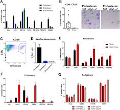From wikipedia, the free encyclopedia the long bones are those that are longer than they are wide. Heterogeneity Of Murine Periosteum Progenitors Involved In Fracture Healing Biorxiv