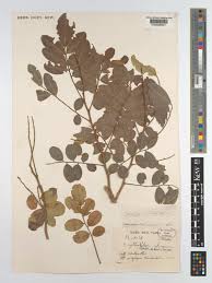 Image result for Bobgunnia madagascariensis