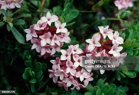 Image result for Thymelaeaceae