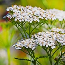 White Yarrow Achillea Millefolium Bulk Seed Balls For Guerrilla Gardening Pansies Flowers Wildflower Seeds Achillea Millefolium