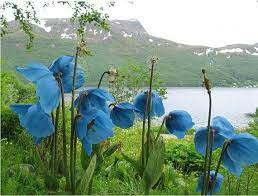 nuevo inicio jardin 5 semillas azul del himalaya por zeepseeds fotografia paisaje amapolas paisajes flores