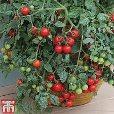 Buy tomato 'tumbling tom' seeds from dobies. Tomato Tumbling Tom Red Thompson Morgan